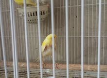 canary pair with one chick
