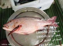 سمك صيد اليوم للبيع سمك صيد اليوم للبيع