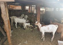 Urgent sale 18 Goats with kids  for 14500