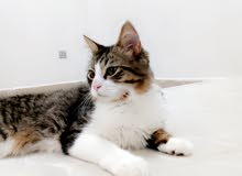 قطوه انثى قطوه انثى