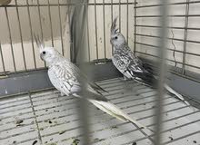 طيور تايقر نثيات طيور تايقر نثيات