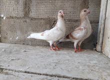 فراخ ذبابنة  اصفر فطم جديد