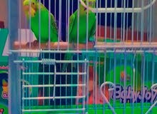 طيور حب مررره جميله طيور حب مررره جميله