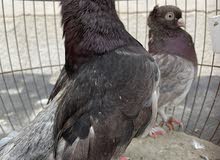 pigone pigone