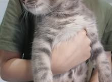 Scottish kittens Scottish kittens