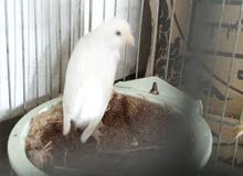 انثاي فرنسيه جاهزه انثاي فرنسيه جاهزه