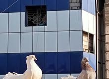 حمام عرايس للبيع حمام عرايس للبيع