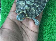 Turtles for sell Turtles for sell