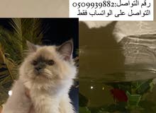 قطة هملايا بيور قطة هملايا بيور