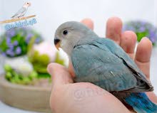 فروخ لوف بيرد عس فروخ لوف بيرد عس