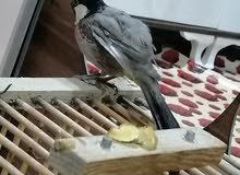بلبل ربه مخلف بي خوفه ياكل م̷ـــِْن لايد اقره وصف بلبل ربه مخلف بي خوفه ياكل م̷ـــِْن لايد اقره وصف