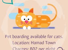 cat boarding services خدمات فندقة للقطط cat boarding services خدمات فندقة للقطط