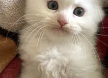 Cute female cat 4 months old so lovely قطه أنثى جميله