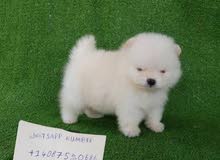 HEALTHY POMERANIAN PUPPY FOR SELL