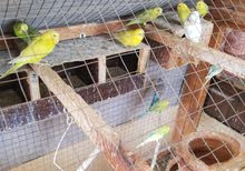 8 pair of budges with big cage 8 pair of budges with big cage
