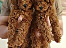 high quality super toy poodles