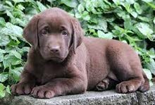 Labrador retriever puppy Labrador retriever puppy