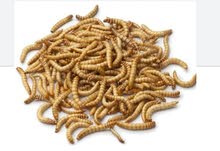 ميل ورم حي و سوبر ورم حي ميل ورم حي و سوبر ورم حي