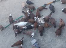حمام احمر ونضيف وصاحم حمام احمر ونضيف وصاحم