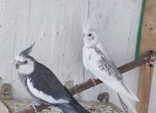اقره الوصف اقره الوصف