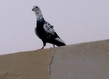 looking for same female looking for same female