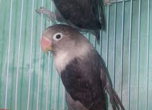 جوز فيشر اسود
