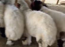 ذبايح نعيم ذبايح نعيم