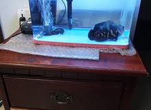 Fish tank - Aquarium