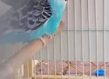 بادجي إنجليش بادجي إنجليش