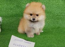 HEALTHY AND PURE POMERANIAN PUPPY FOR SELL HEALTHY AND PURE POMERANIAN PUPPY FOR SELL