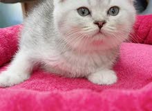 British N Scottish fold kitten for sale British N Scottish fold kitten for sale