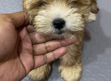 Havanese puppy