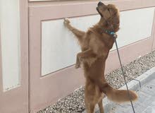 trained golden retriever trained golden retriever