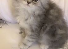 ( قط شيرازي للبيع - Shirazi kitten For Sale ) ( قط شيرازي للبيع - Shirazi kitten For Sale )