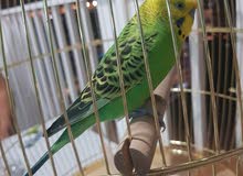 male budgie bird, plus large cage plus big parakeet stand male budgie bird, plus large cage plus big parakeet stand