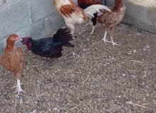 desi rooster and hens