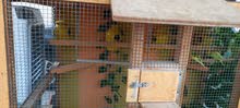 5 budgies with Wooden cage 5 budgies with Wooden cage