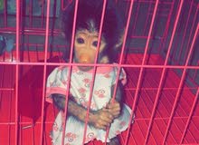قرد للبيع قرد للبيع