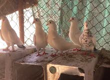 حمام للبيع