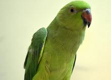 Talking Indian ringneck Parrot Talking Indian ringneck Parrot