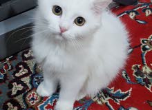 قطة شيرازي 3 شهور