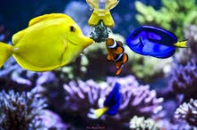 مطلوب اسماك مارينا looking for marine fish مطلوب اسماك مارينا looking for marine fish
