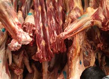 لحوم الابل طازجه لحوم الابل طازجه