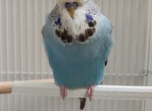 English Budgie Male Imported Blood Line English Budgie Male Imported Blood Line