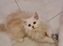 Persian 2.5 months,Beige and white colour Persian 2.5 months,Beige and white colour