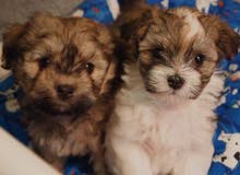 Pure Havanese Puppy Pure Havanese Puppy