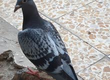 افراخ زواجل افراخ زواجل