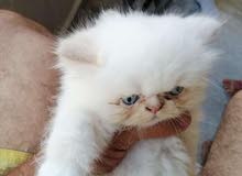 himalaya persian himalaya persian