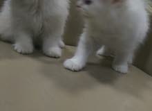 Addorable female and male persian mix with Turkish angora for sale Addorable female and male persian mix with Turkish angora for sale