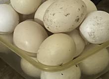 Fertile eggs